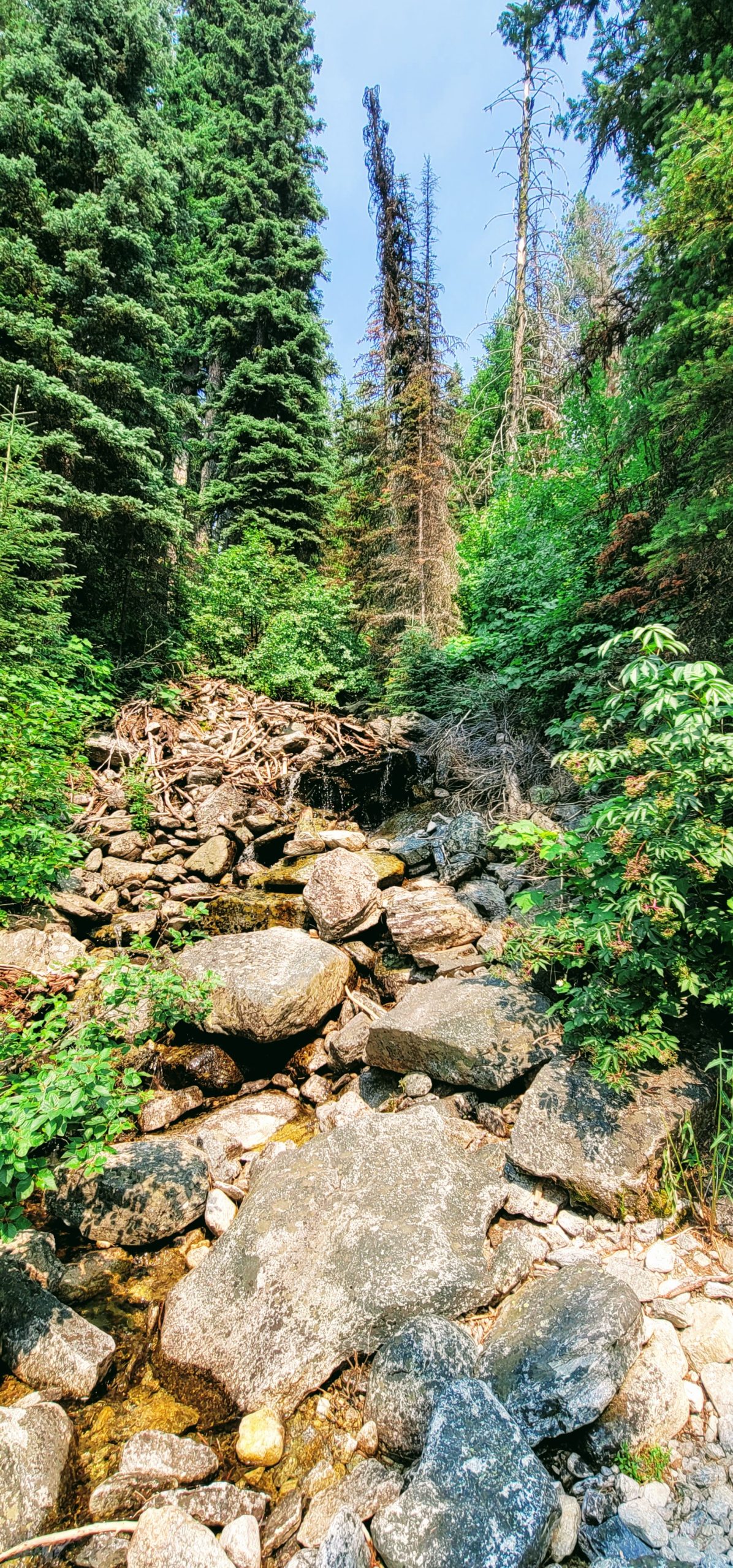 Surprise Encounter in Montana Back Country Part 1 – Pistol & Pluck, LLC